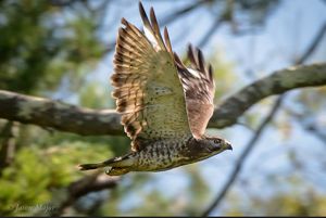 A broad-winged hawk flies past a tree.