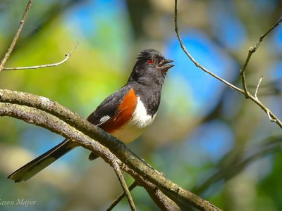 (Pipilo erythrophthalmus)