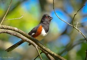 A black and white bird perches on a tree branch.