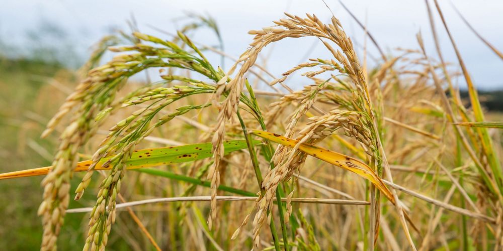close up of rice crop in Arkansas.