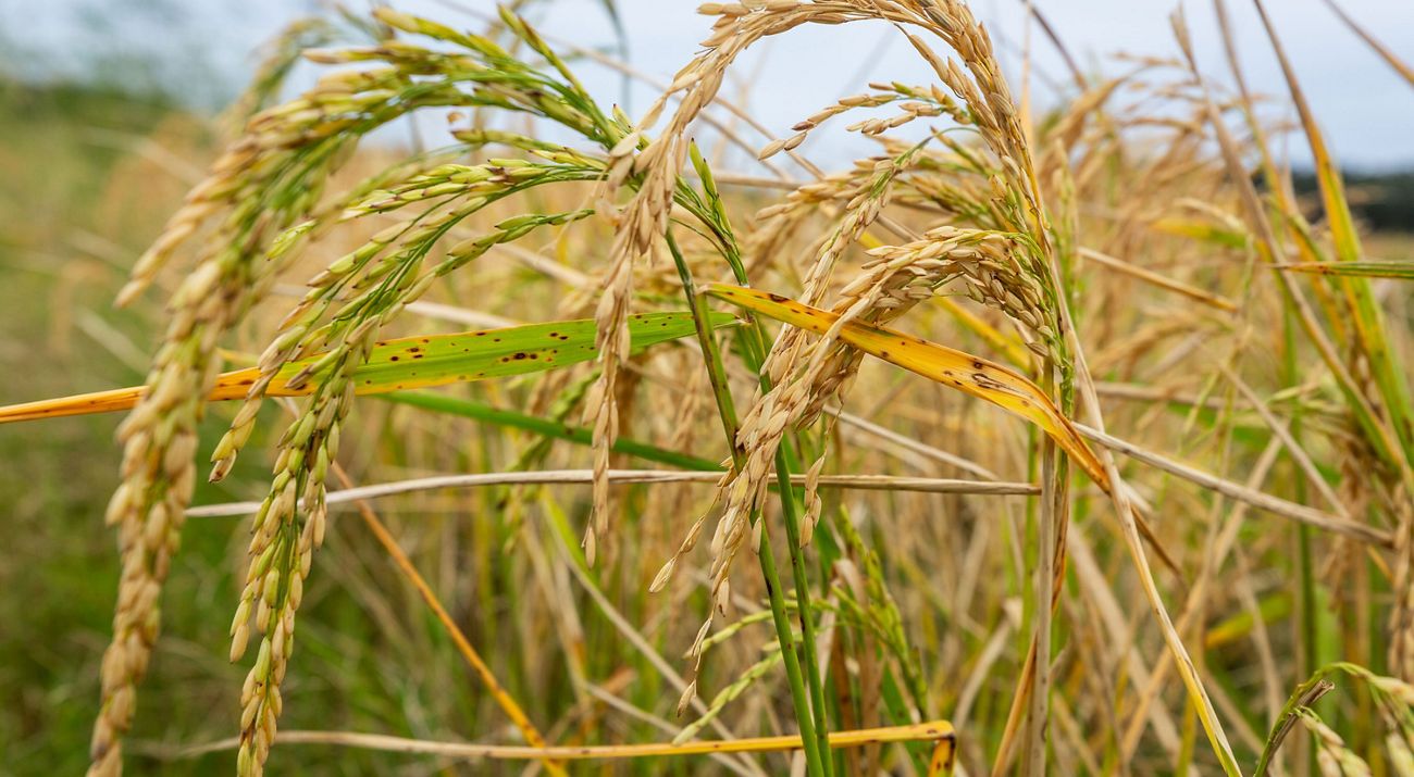 Stalks of a rice plants in a field of rice.