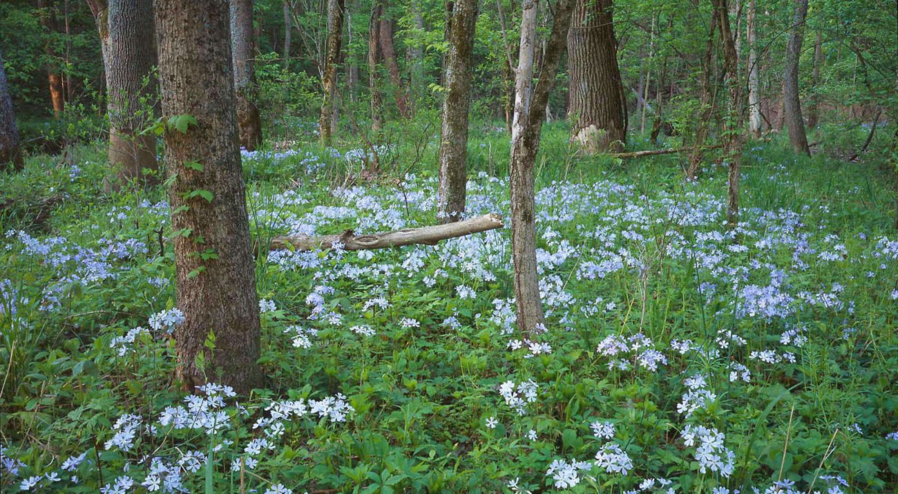 Ritchey Woods