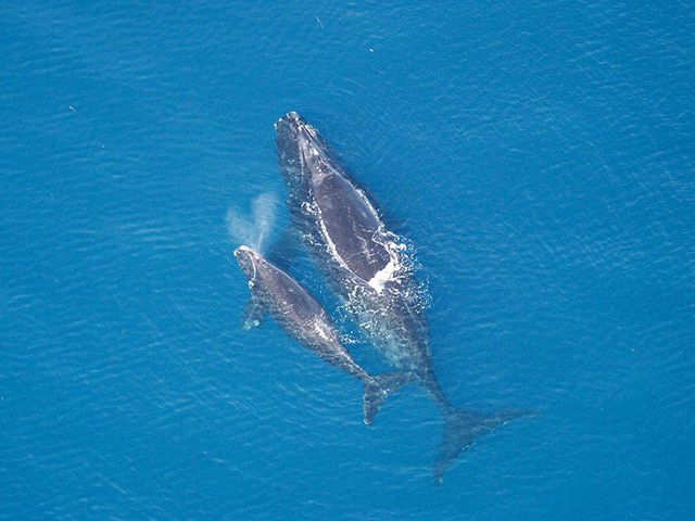 Critically endangered right whale with calf swims in the ocean.