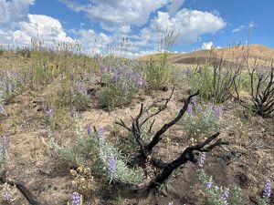 Burnt and blooming plants.