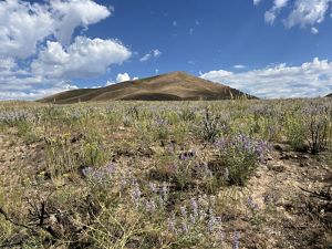 Wildlfowers bloom with signs of old fire.