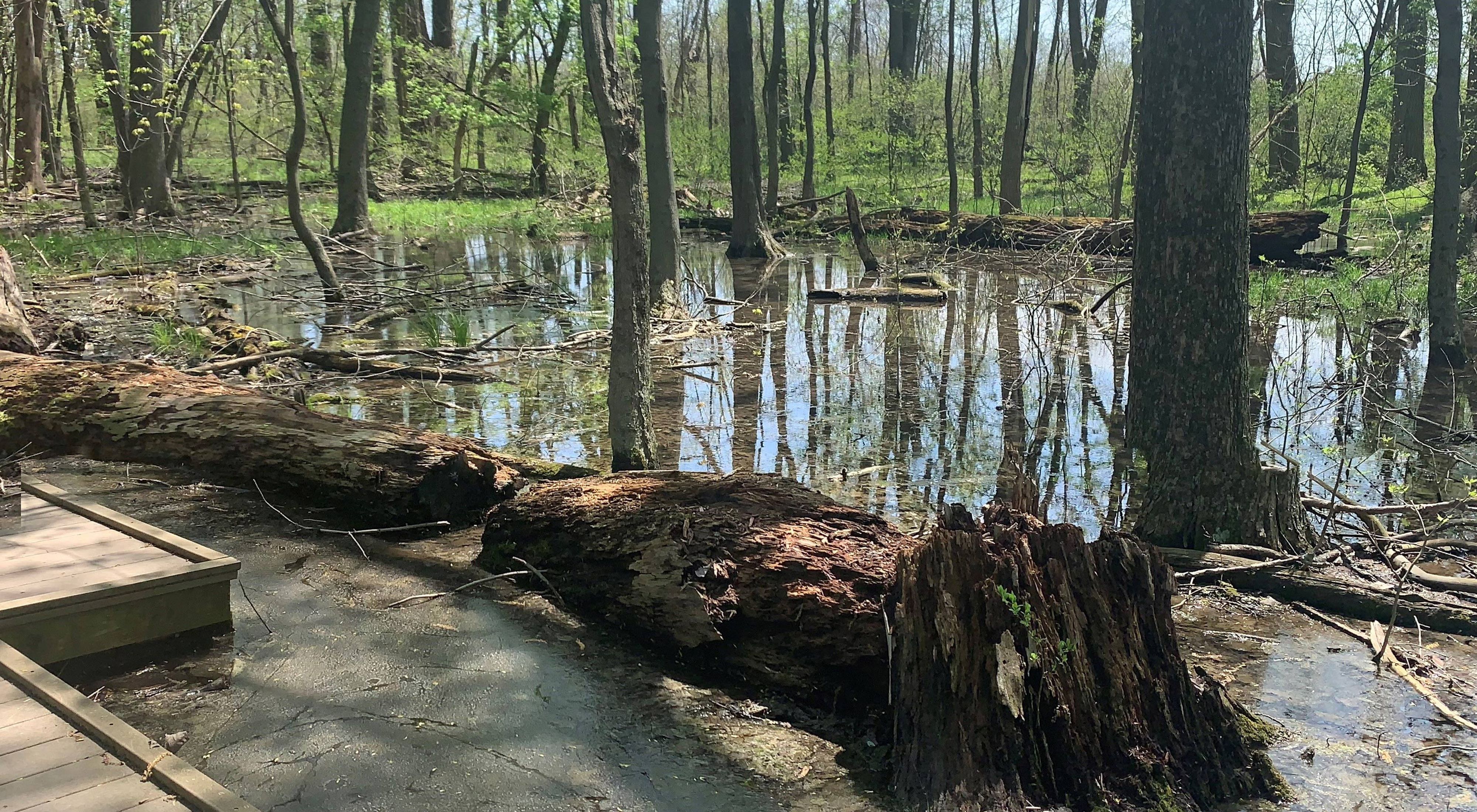 Wooden boardwalk runs next to fallen tree in shallow wetland.