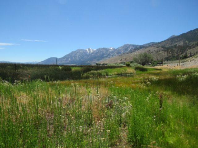 Foto de un pantano en primer plano con las montañas de Nevada a lo lejos.