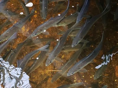 Aerial photo above river's surface of herring swimming.