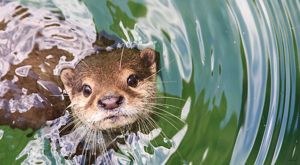 A river otter looking up from the water.