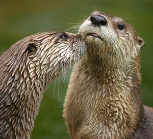 Two wet river otters nuzzle each other.