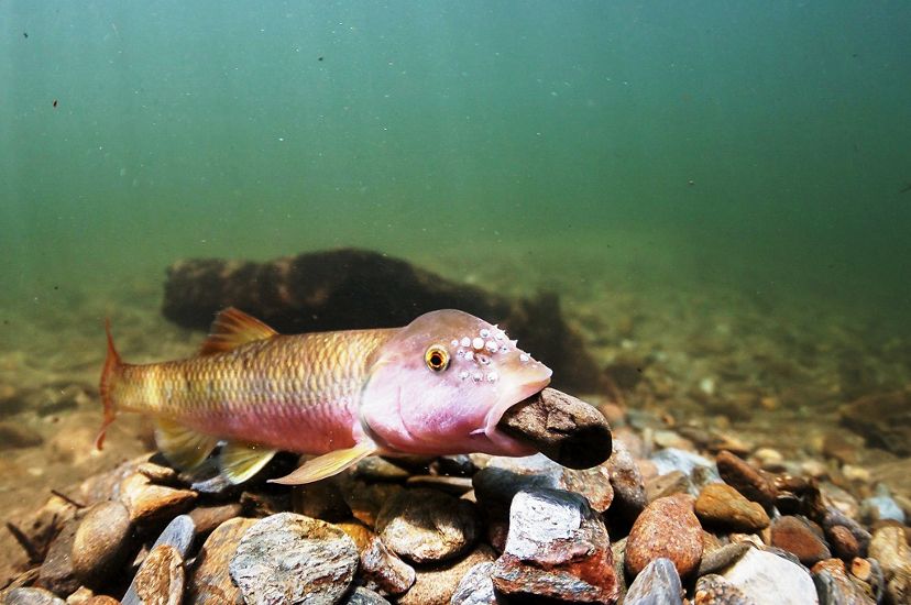 A fish moves a pebble at the bottom of a river.