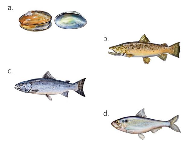 Color illustrations of fish and mussels.