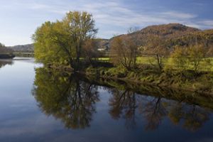 Trees on the shore of a river in a green landscape. 