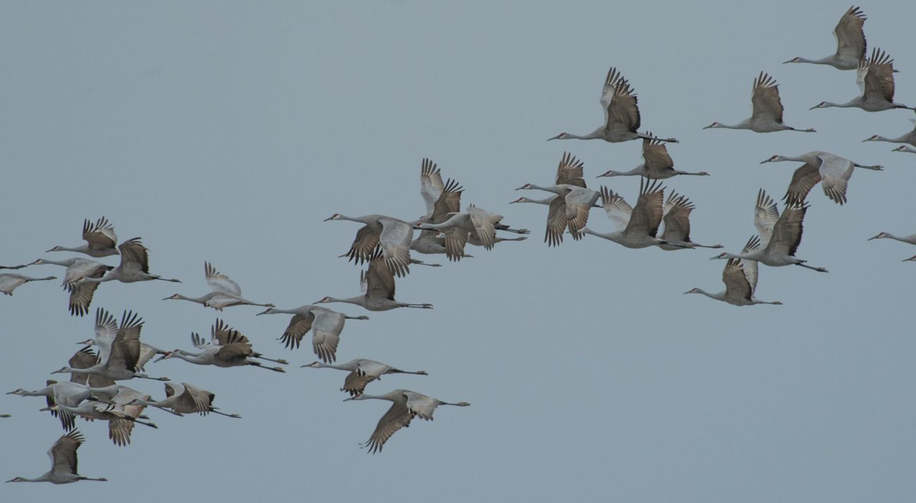 A flock of large gray cranes in flight.