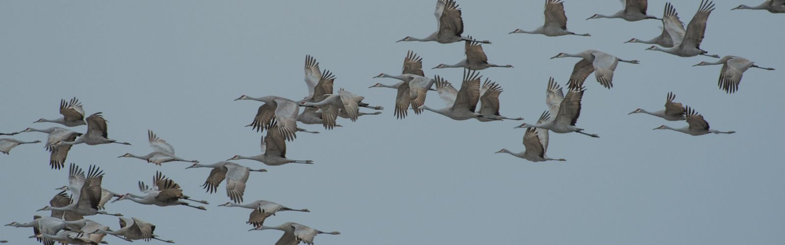 A flock of sandhill cranes flies across the sky.