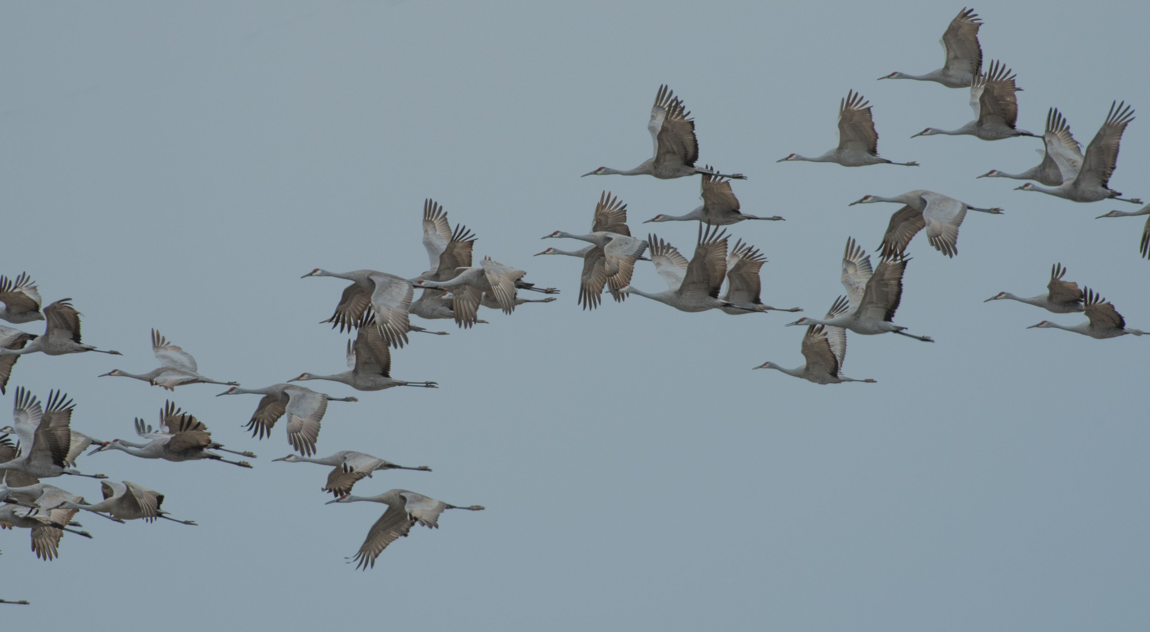 Sandhill cranes return to the Valley