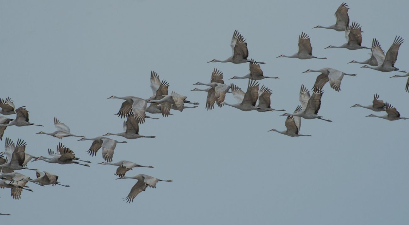 Flock of sandhill cranes in flight in a blue sky.