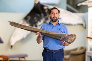 A man with a dark beard wearing a royal blue polo shirt holds a four-foot-long section of whale baleen