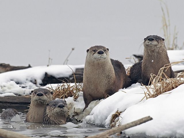 Two river otters sit on a snowbank next to a river, while two other river otters stick their heads up out of the river.