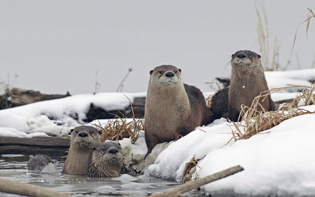 A group of four river otters in winter.