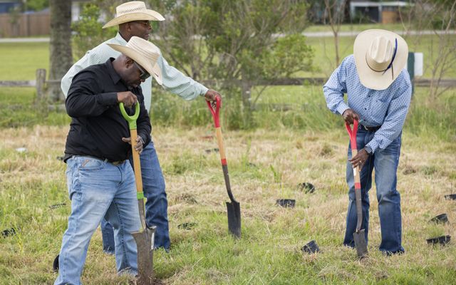 Three men in cowboy hats use long shovels to dig holes in a field to plant seedlings in plastic containers. 