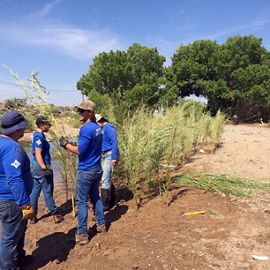 Volunteers in blue shirts plant native plants at an Albuquerque arroyo.