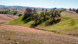 a view of a valley grasslands with trees in the middle and the sky in the background.