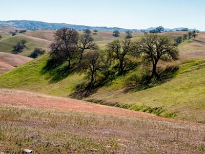 a view of a valley grasslands with trees in the middle and the sky in the background.