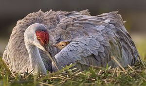 An adult sandhill crane (a large grey bird with a red cap of feathers on its face) nestled on the ground with a brownish chick peeking out from the adult’s wing.