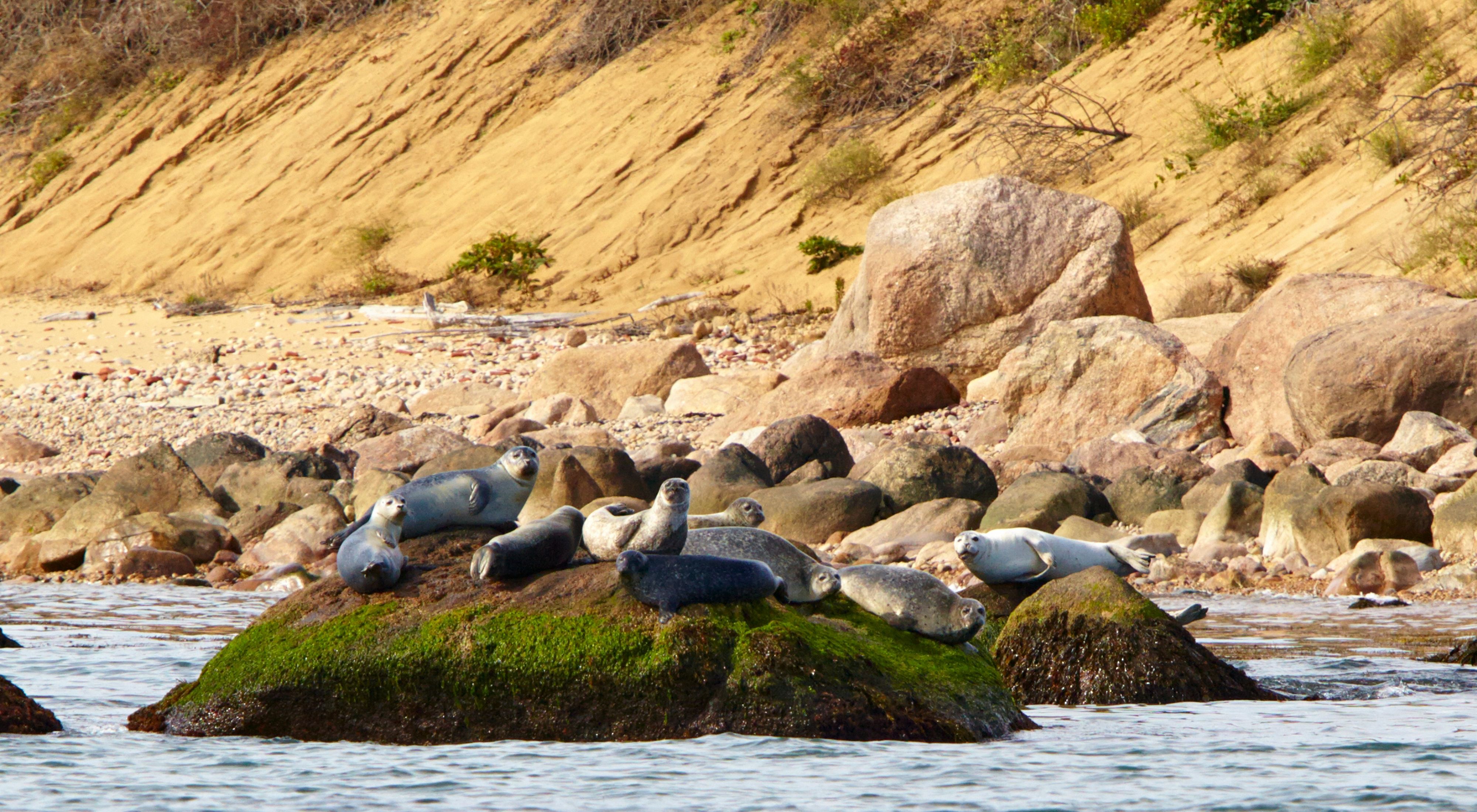 A group of seals perched on boulders on an ocean shore.