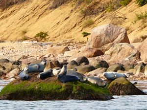 A group of seals perched on boulders on an ocean shore.