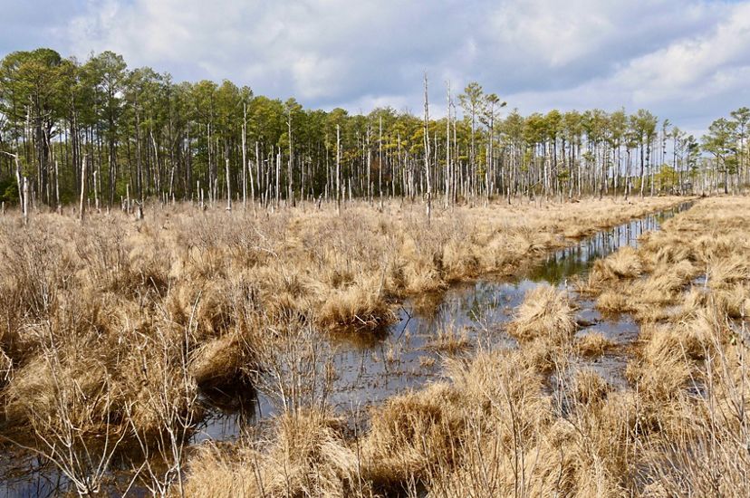 A wide channel of water runs in a straight line through yellow, dry grass. Tall pine trees line the area that is slowly converting to marsh.