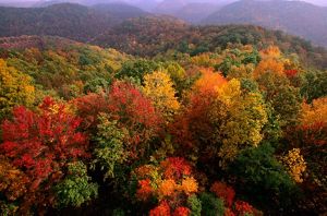 Autumnal foliage at Robinson Forest in Kentucky.