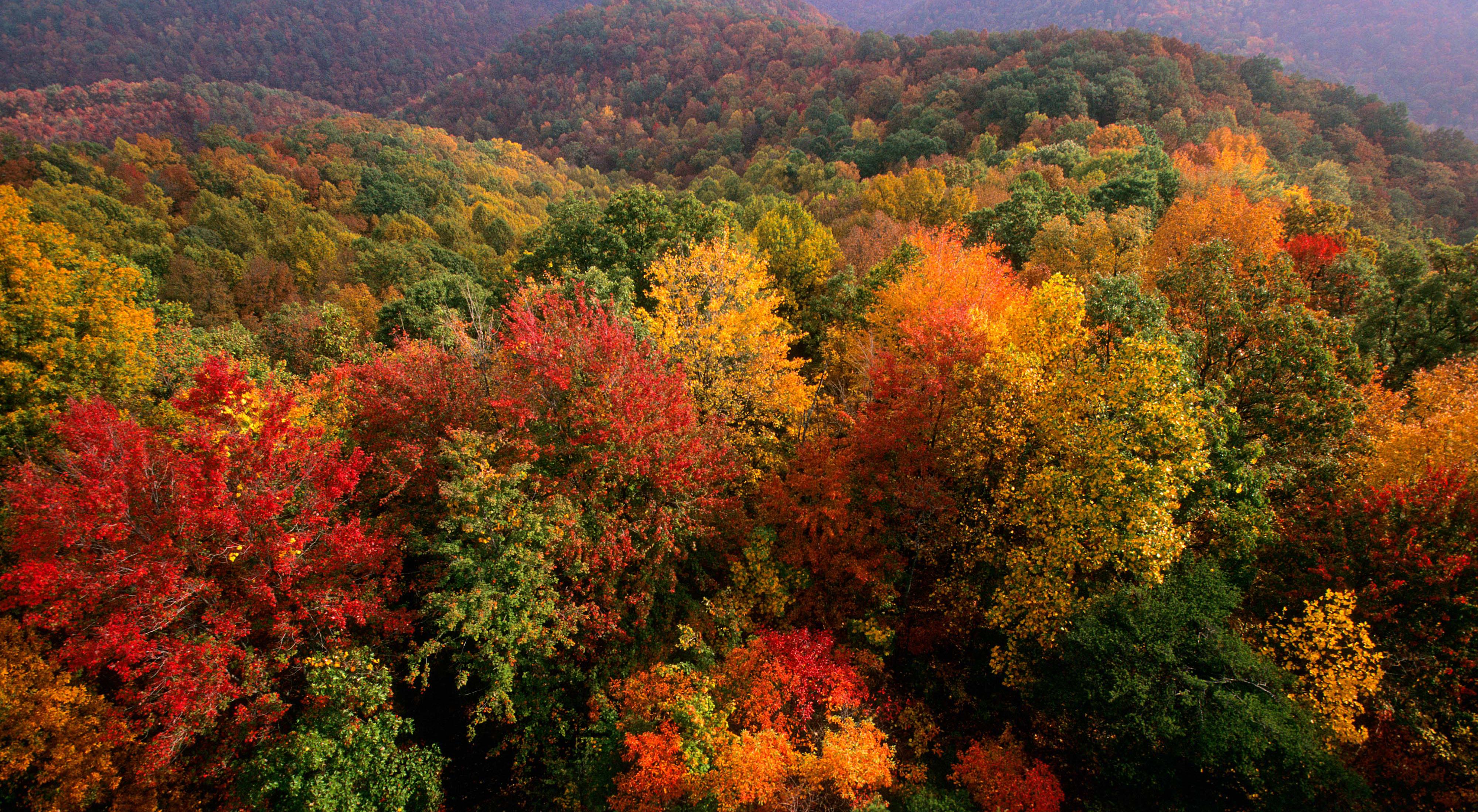 Photo of yellow red fall foliage in Kentucky. 