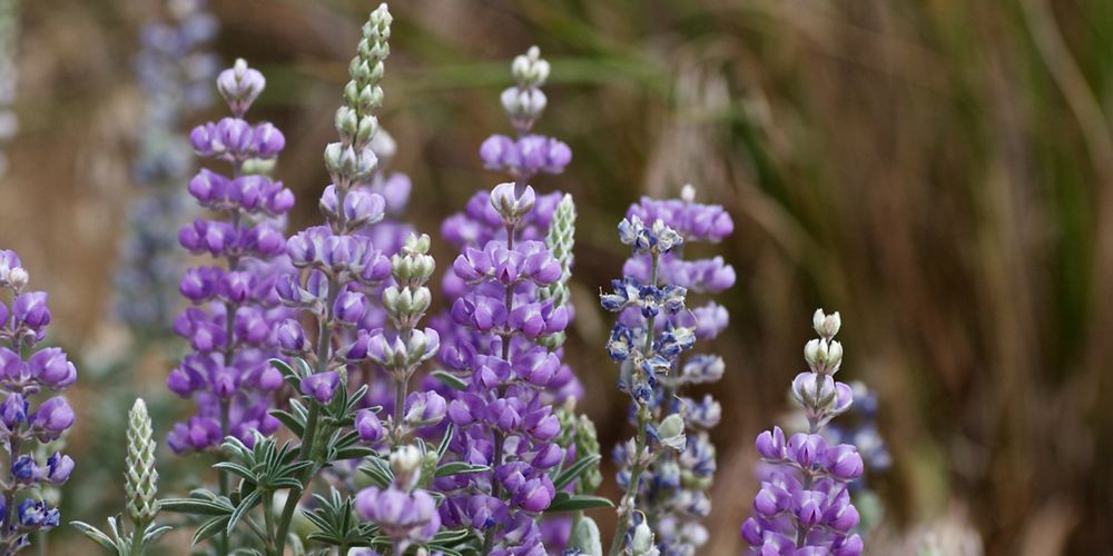 Close up of purplie lupine flowers.