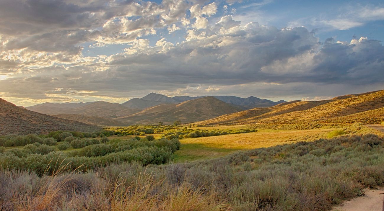 Landscape view looking across flat land covered with golden grasses and sagebrush, with mountains in the distance.