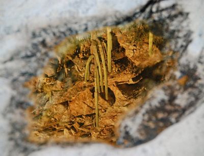 Close-up of a rock of out focus, with its reflection sharply in focus showing the upside-down view of a saguaro cactus during sunset.