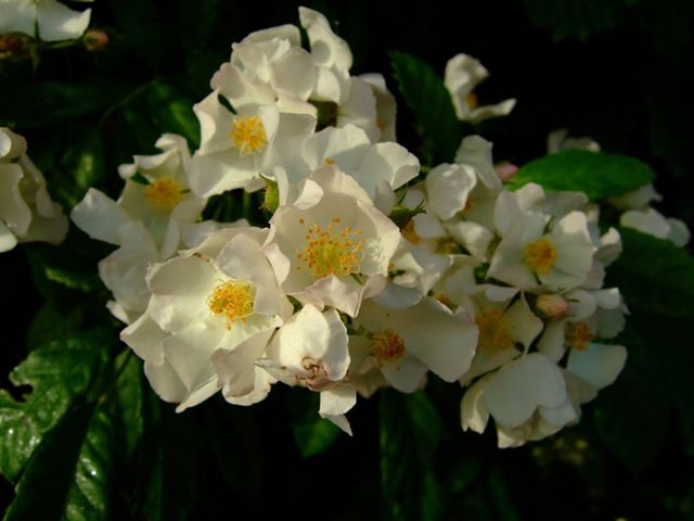 Multiflora rose