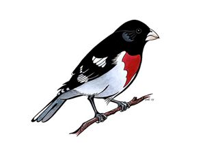 An illustration of a rose-breasted grosbeak.