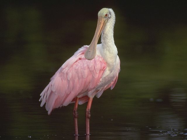 Roseate spoonbills.
