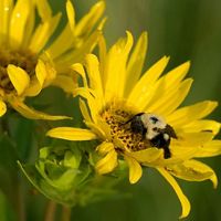 A bee collects pollen in the center of a yellow petaled flower called Siliphium or Rosinweed.
