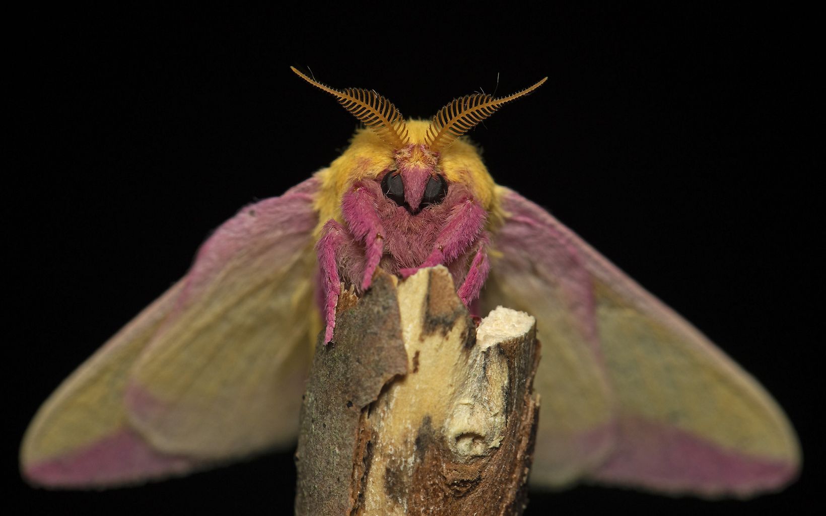 
                
                  Rosy Maple Moth Butterflies and moths are important food sources for many birds. Without these insects in our landscape, many birds would not find the caterpillars needed to feed offspring.
                  © Danae Wolfe/TNC
                
              