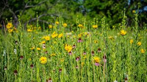 A field of purple, yellow, and white flowers and bright green grass.