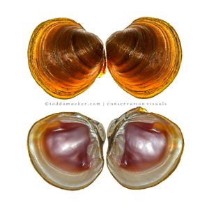 Round hickorynut over a white background.