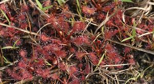 A small reddish plant with flat lobed leaves and sticky protuberances among brownish grasses.