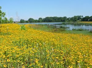 A field of yellow flowers grows next to the Roxana Marsh wetland.