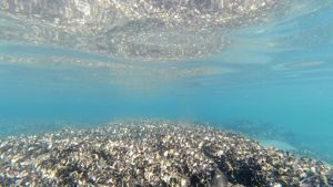 Shellfish reef restoration project, New South Wales, Australia