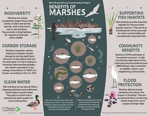 An infographic shows the benefits of marsh habitat.