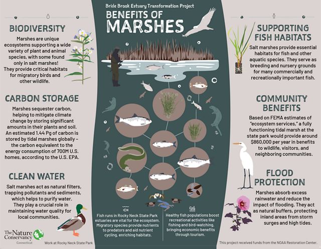 An infographic shows the benefits of marsh habitat.
