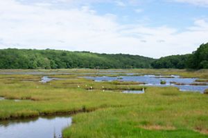 A forest surrounds wetlands interspersed with green grasses.